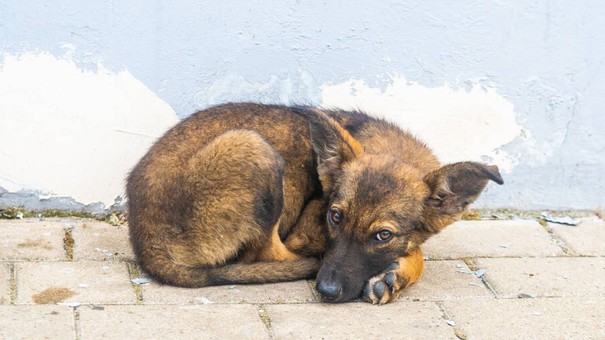 Коломийські хвостики у пошуках родини: добірка чотирилапих