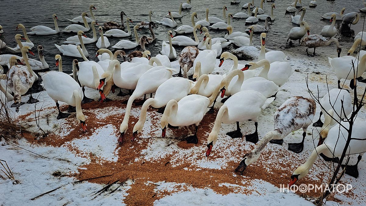 Застигла мить: фоторепортаж морозної та засніженої Коломиї у лютому 10