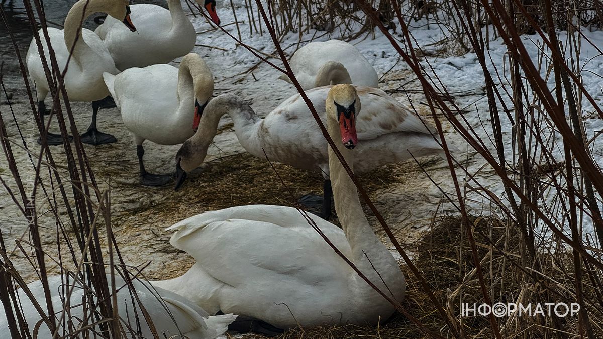 Застигла мить: фоторепортаж морозної та засніженої Коломиї у лютому 7