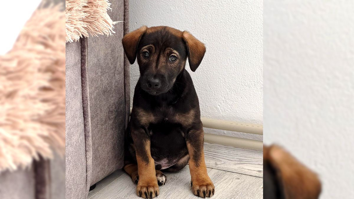 Чотирилапі друзі в пошуках теплої домівки у Коломиї 3