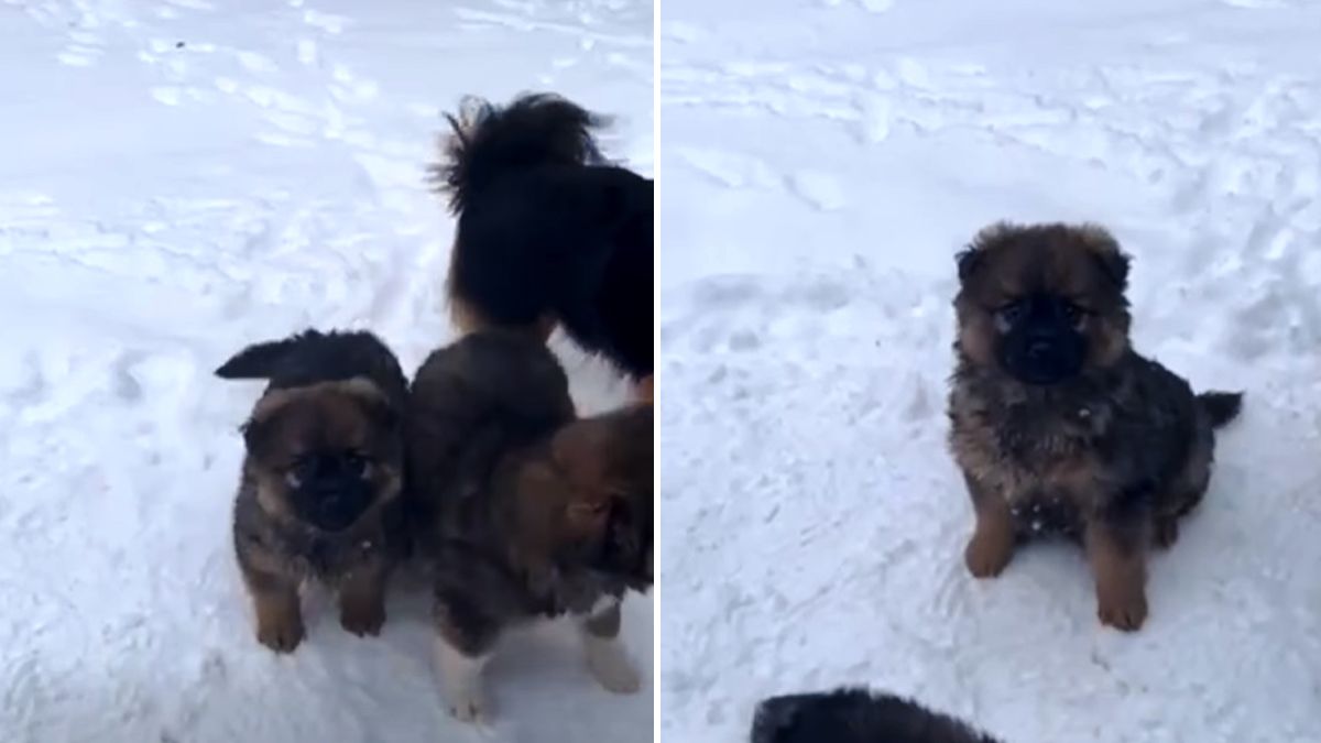 Чотирилапі друзі в пошуках теплої домівки у Коломиї 1