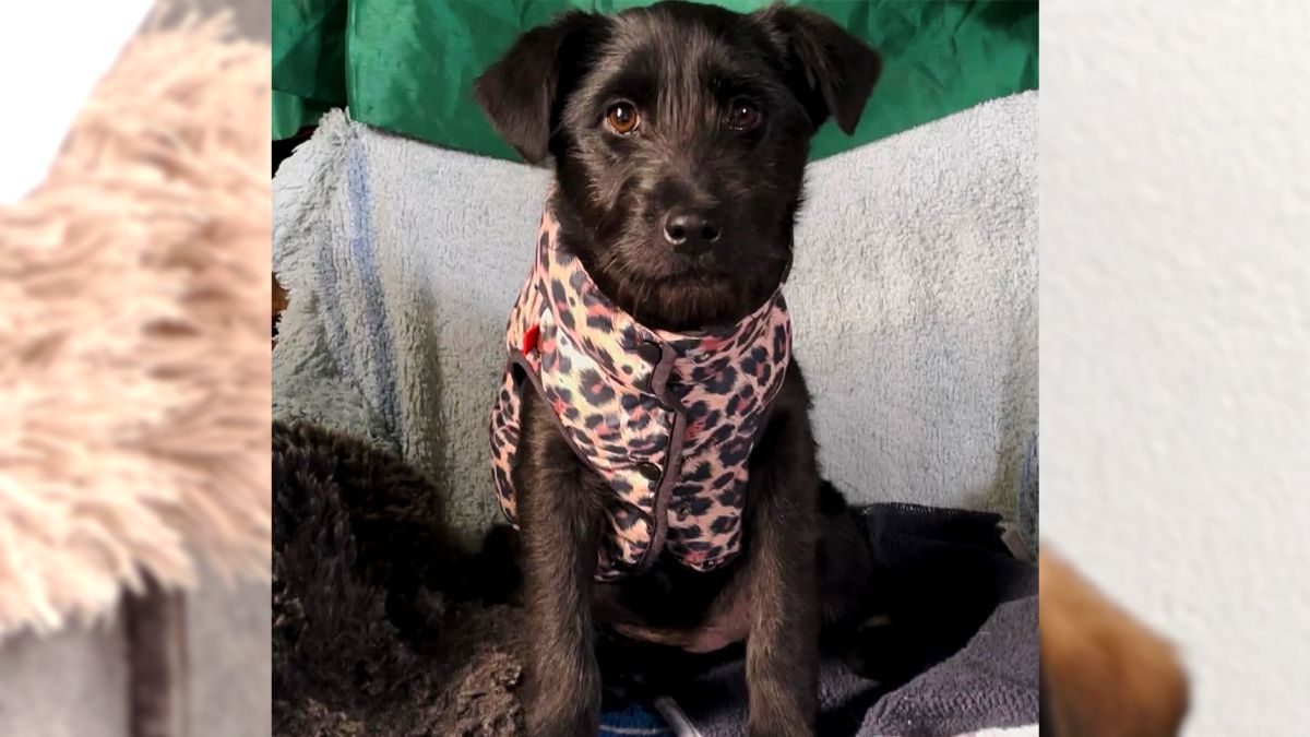 Чотирилапі друзі в пошуках теплої домівки у Коломиї 4