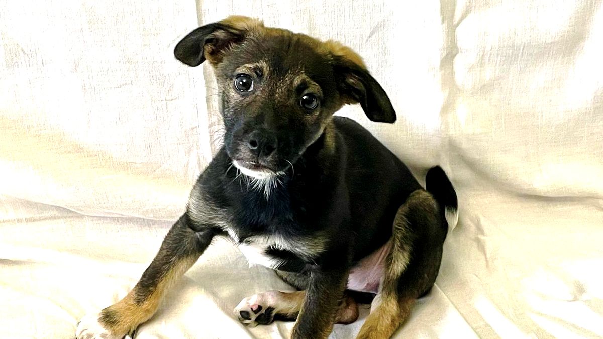 Чотирилапі друзі в пошуках теплої домівки у Коломиї 5