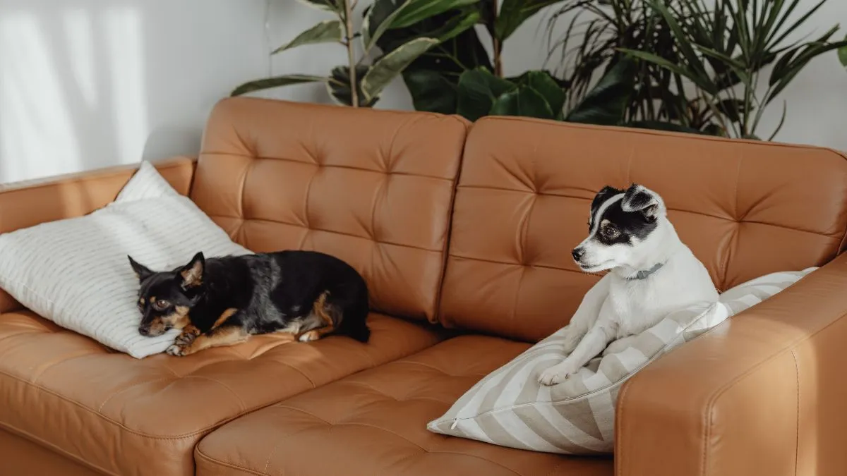 Чотирилапі друзі в пошуках теплої домівки у Коломиї