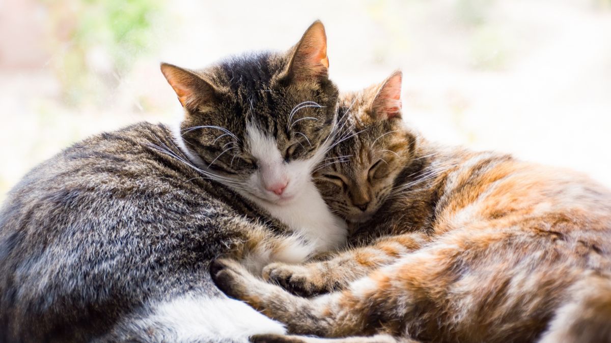 Цей день в календарі: свята, іменини, прикмети 2 березня