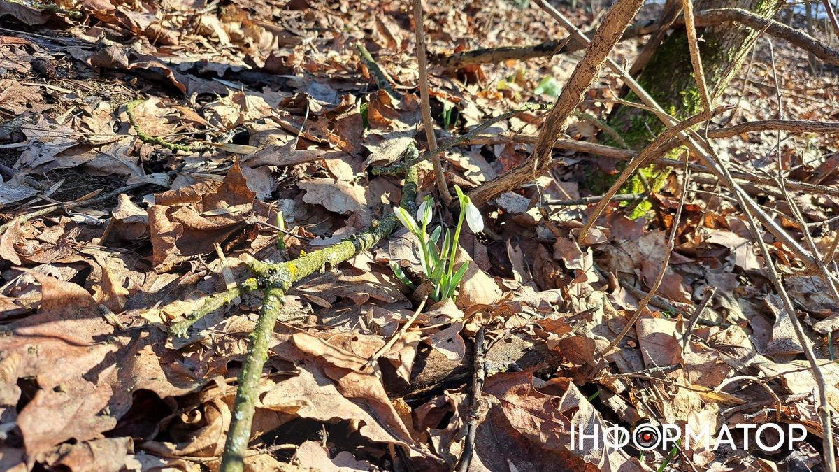 На Воскресінецькій горі розпустились перші підсніжники 3