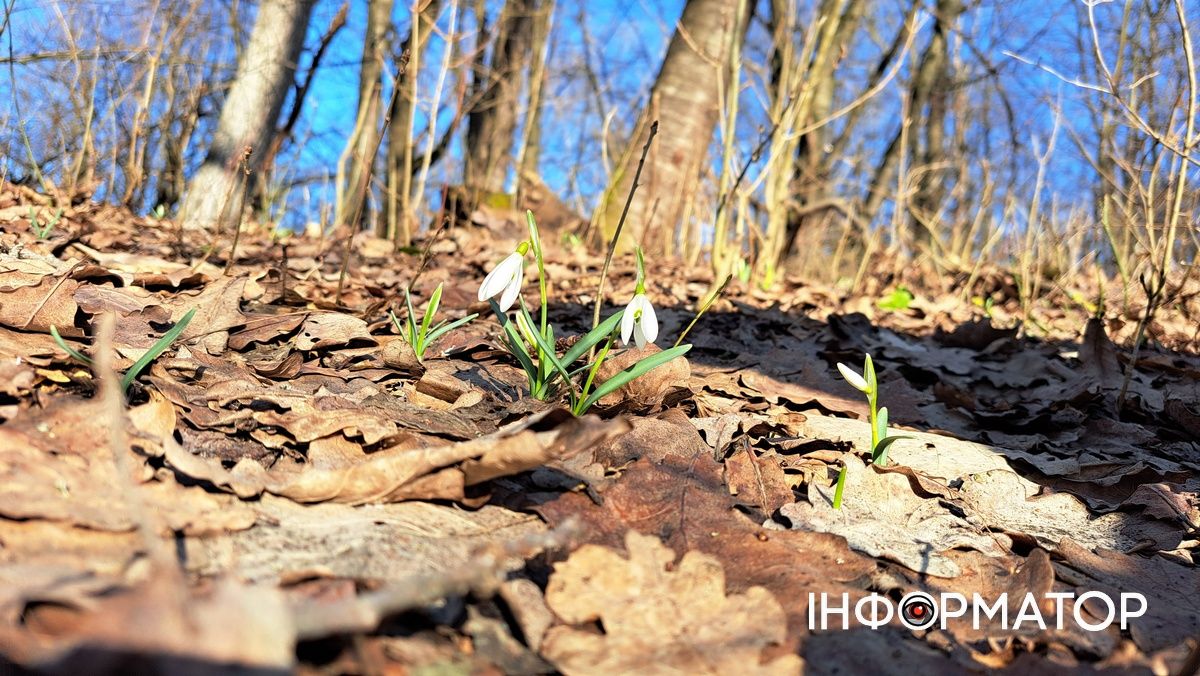 На Воскресінецькій горі розпустились перші підсніжники 7