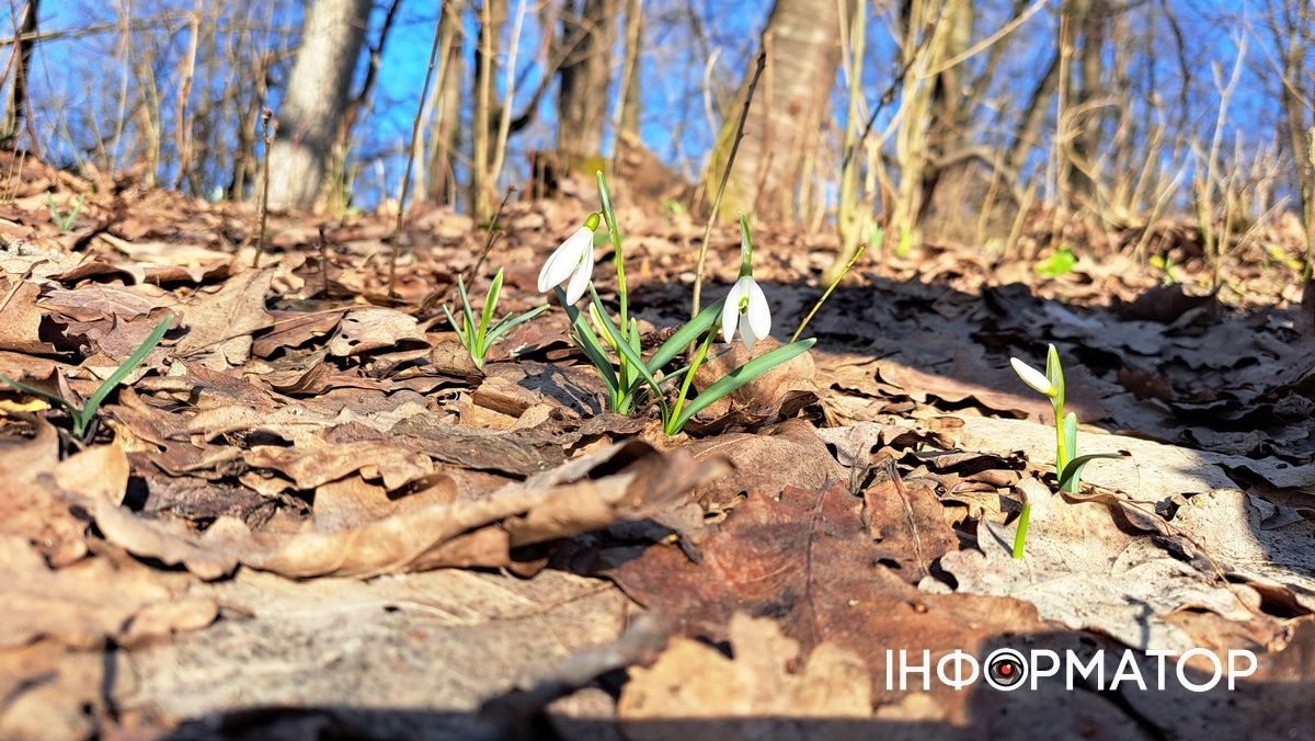 На Воскресінецькій горі розпустились перші підсніжники 2