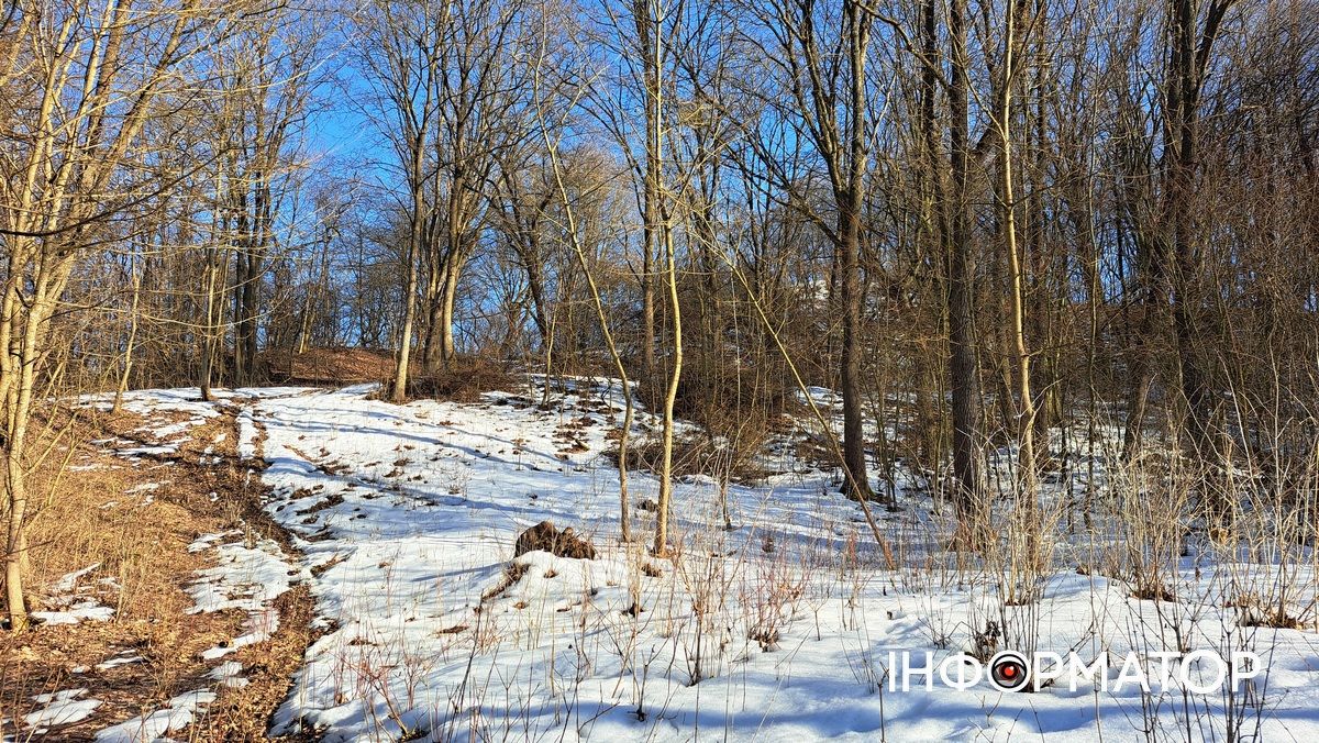 На Воскресінецькій горі розпустились перші підсніжники 6