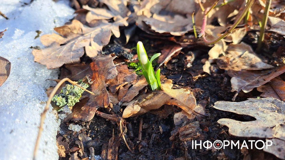 На Воскресінецькій горі розпустились перші підсніжники 1