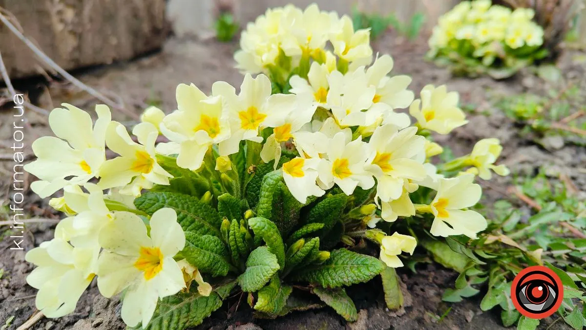 Прогноз погоди у Коломиї