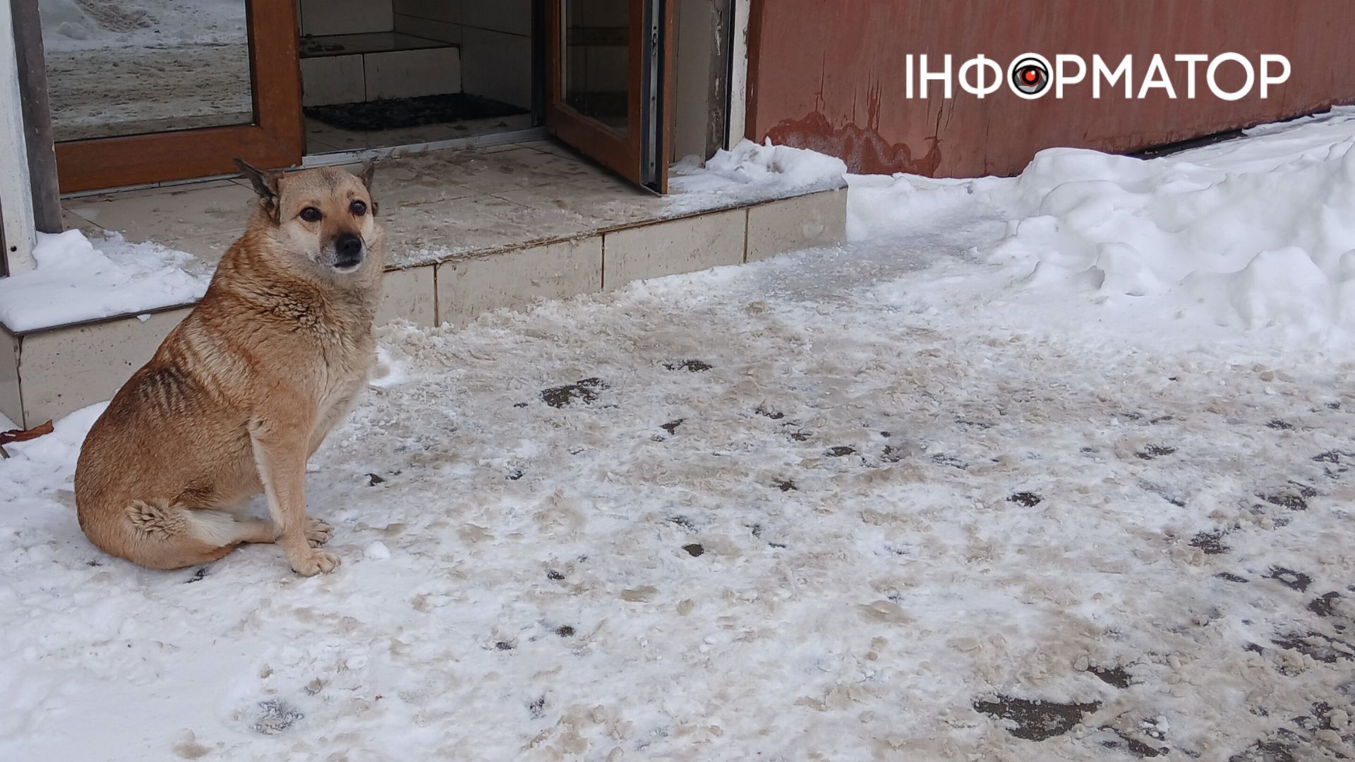 На Прикарпатті зросла кількість укусів тварин