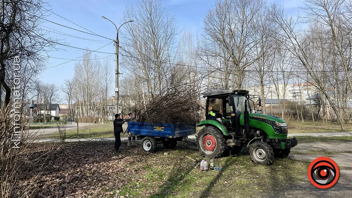 Пиляли разом - платить один? Відповідальність за незаконну зрізку в парку ім. Трильовського взяв на себе коломиянин 2