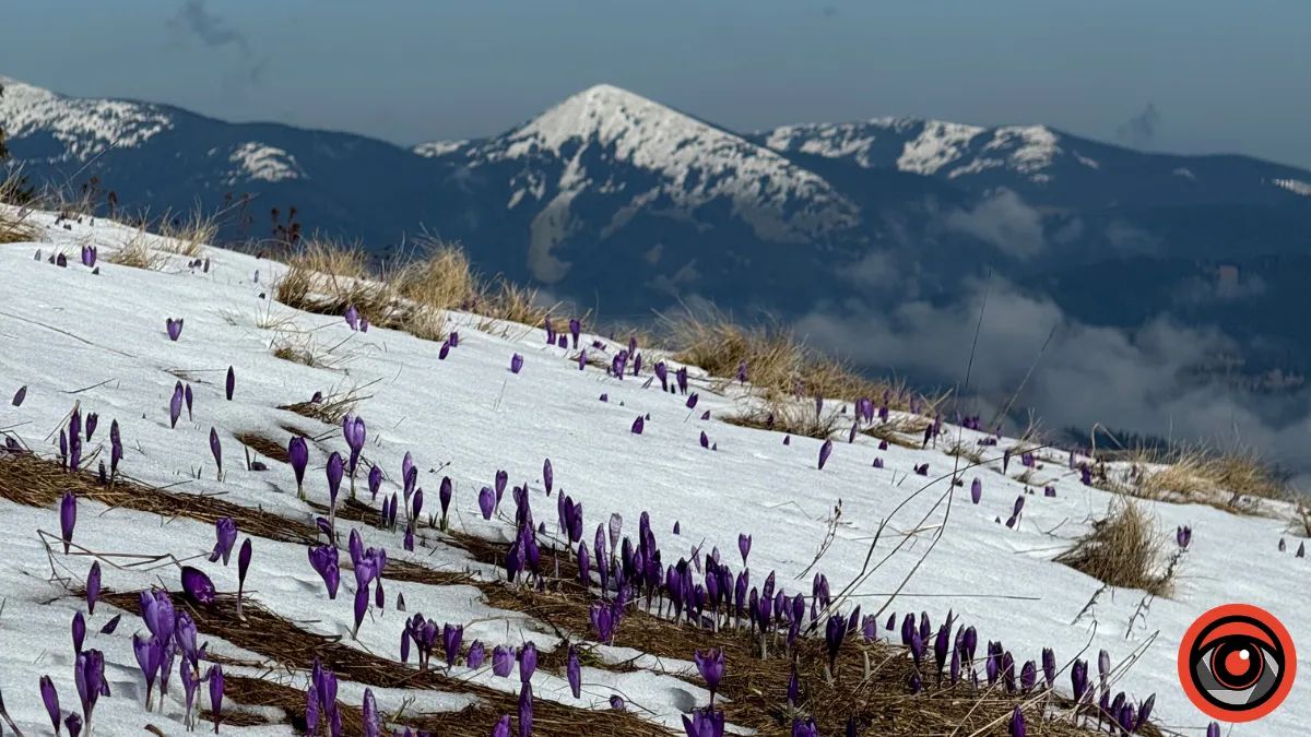 Де побачити крокуси в Карпатах: топ-5 локацій на Прикарпатті, де навесні розквітають фіолетові полонини 5