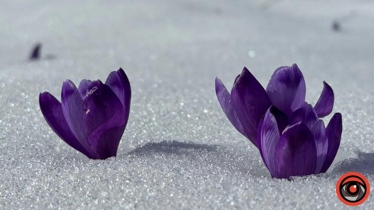 Де побачити крокуси в Карпатах: топ-5 локацій на Прикарпатті, де навесні розквітають фіолетові полонини 7