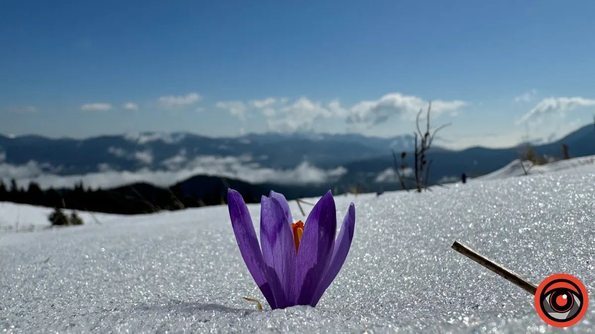 Де побачити крокуси в Карпатах: топ-5 локацій на Прикарпатті, де навесні розквітають фіолетові полонини 8