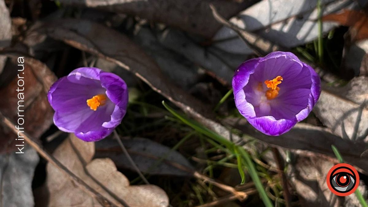 Де побачити крокуси в Карпатах: топ-5 локацій на Прикарпатті, де навесні розквітають фіолетові полонини 9