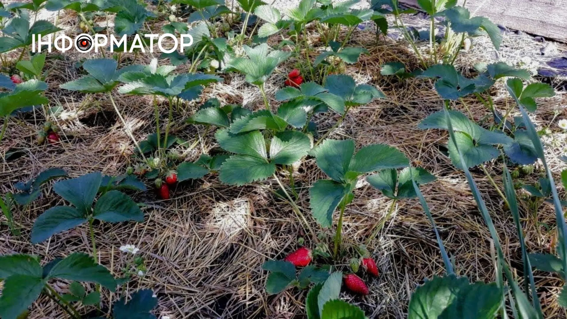 Поради для правильного підживлення полуниці