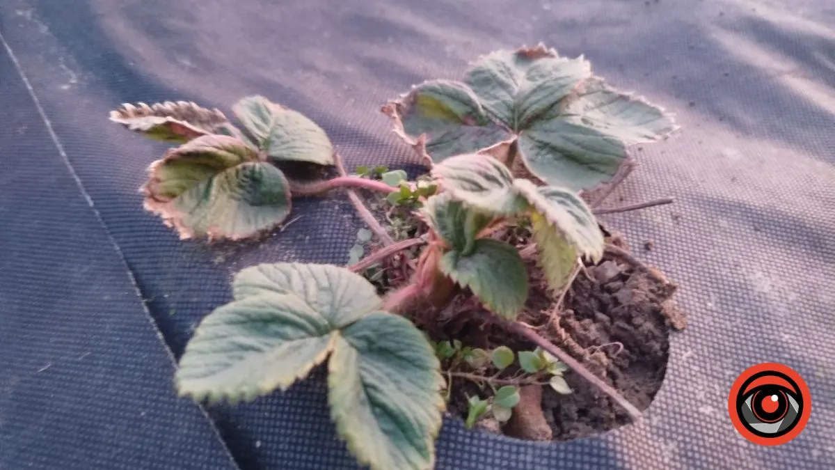 Фото: Інформатор Калуш