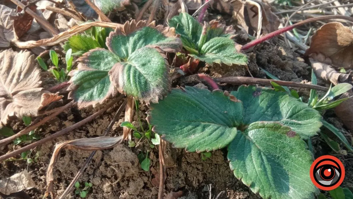 Полуничний кущ. Фото: Інформатор Калуш