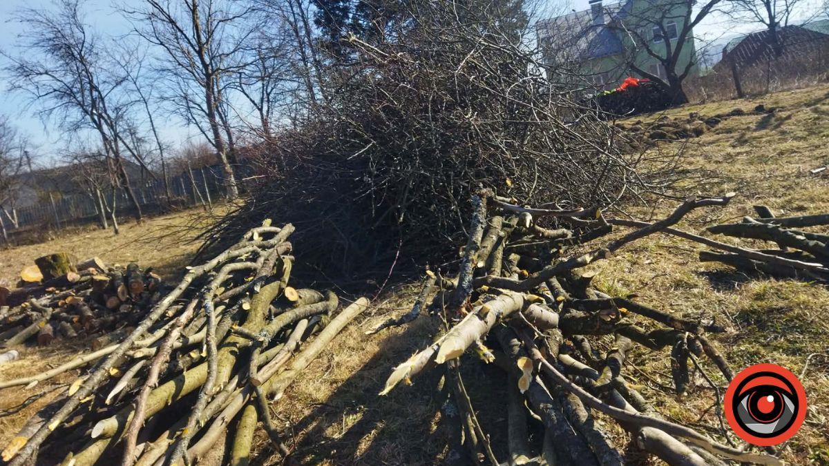 Головний принцип — не зашкодь: садівник з Калущини розповів про тонкощі догляду за деревами 1