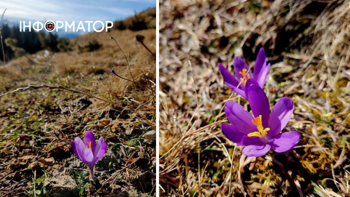 Перші крокуси на Івано-Франківщині