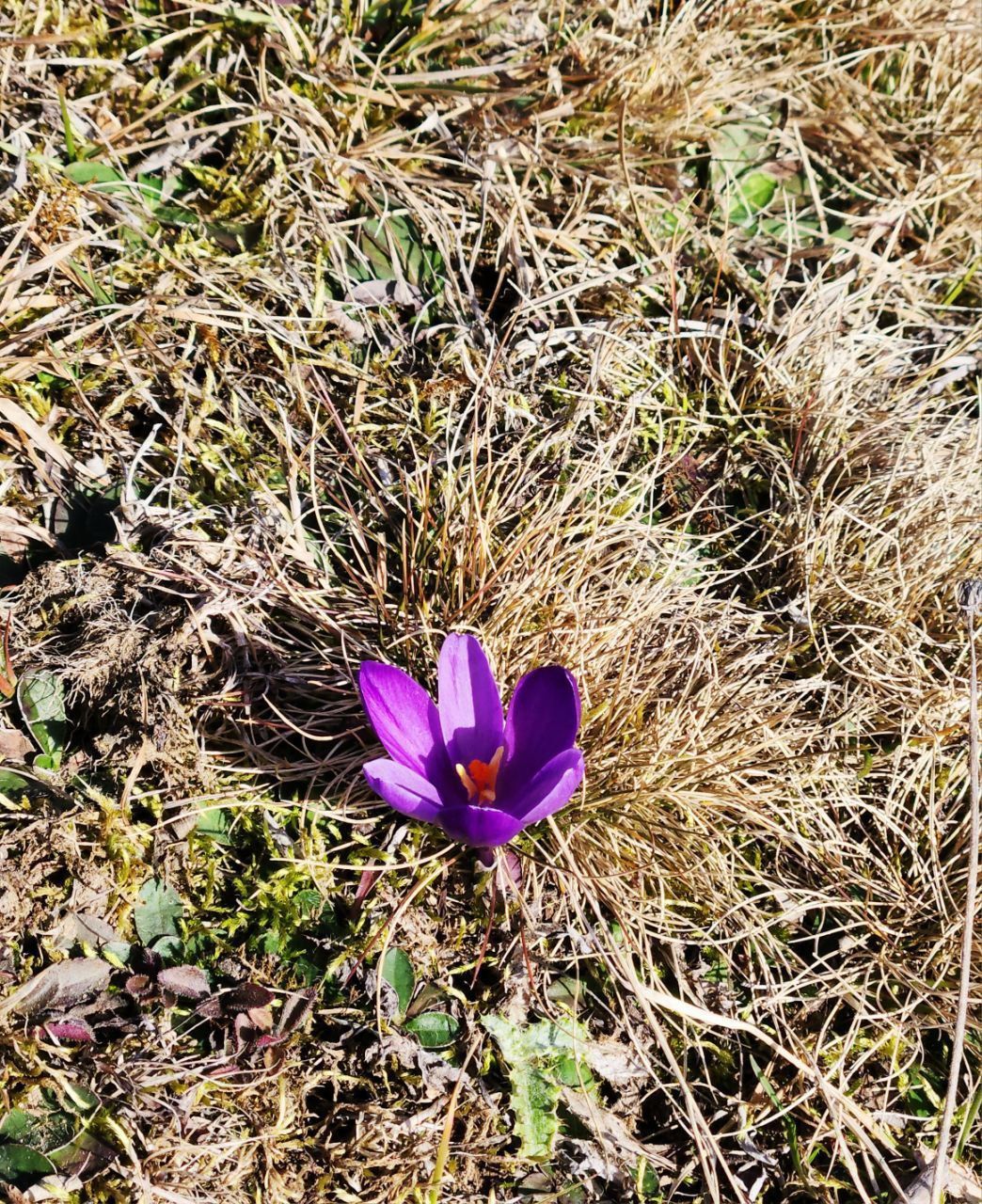 Знайдені крокуси на хребті Кринта-Скупова, що на Верховинщині. Фото: Анна Костюк 