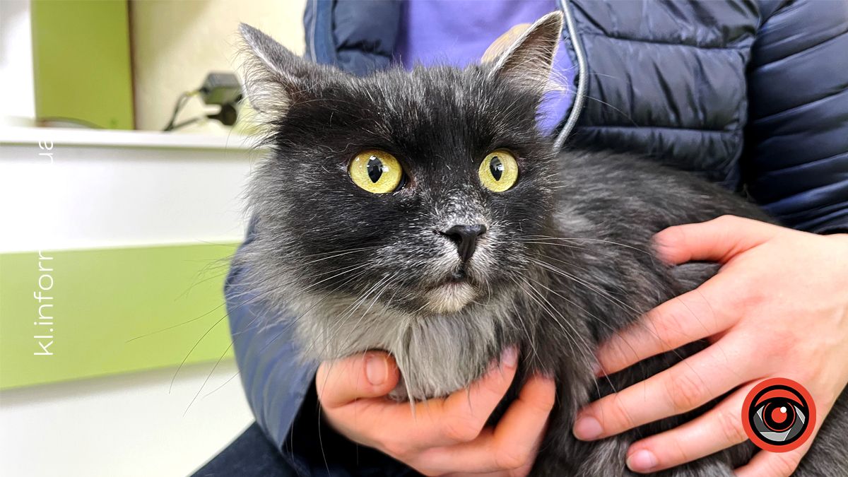 Сказ небезпечний не лише для домашнього улюбленця, але й для його власника: чому важливо вакцинувати своїх хвостиків