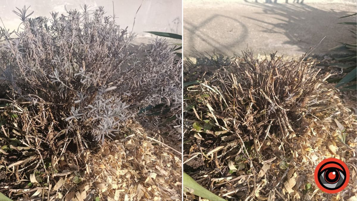 Кущ лаванди