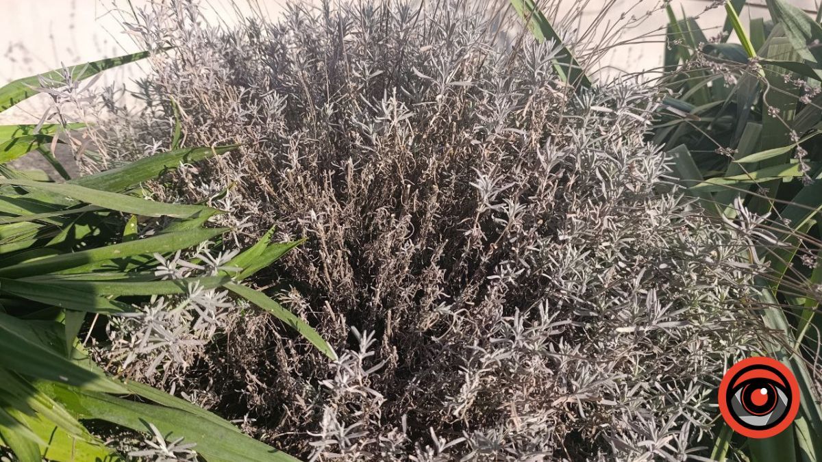 Кущ лаванди. Фото: Інформатор Калуш