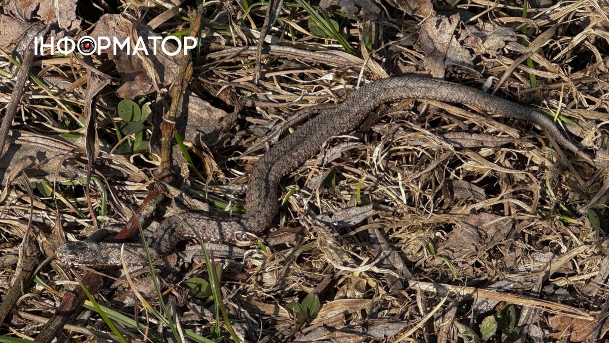 У Печеніжинській громаді помітили першу змію