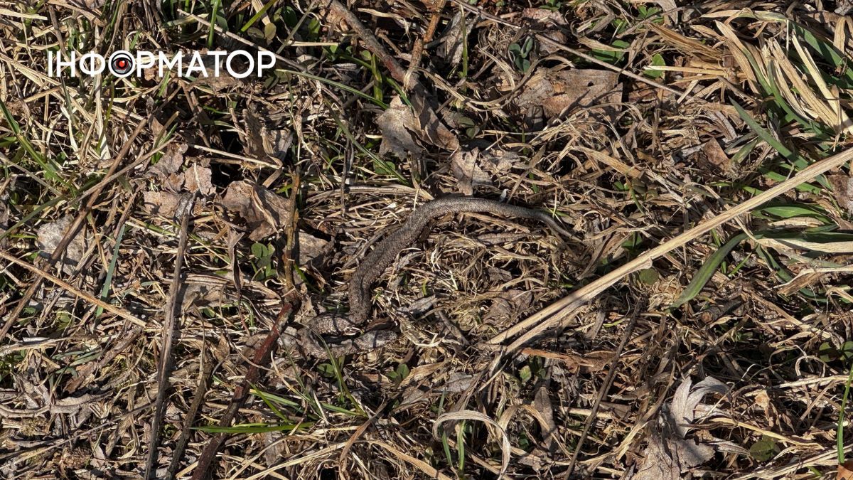 Змія, ймовірно, гадюка у селі Кіданч 