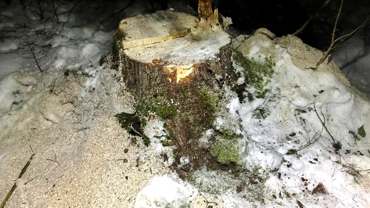 Незаконно зрубав дерев майже на 400 тис грн: на Верховинщині судитимуть молодика 1