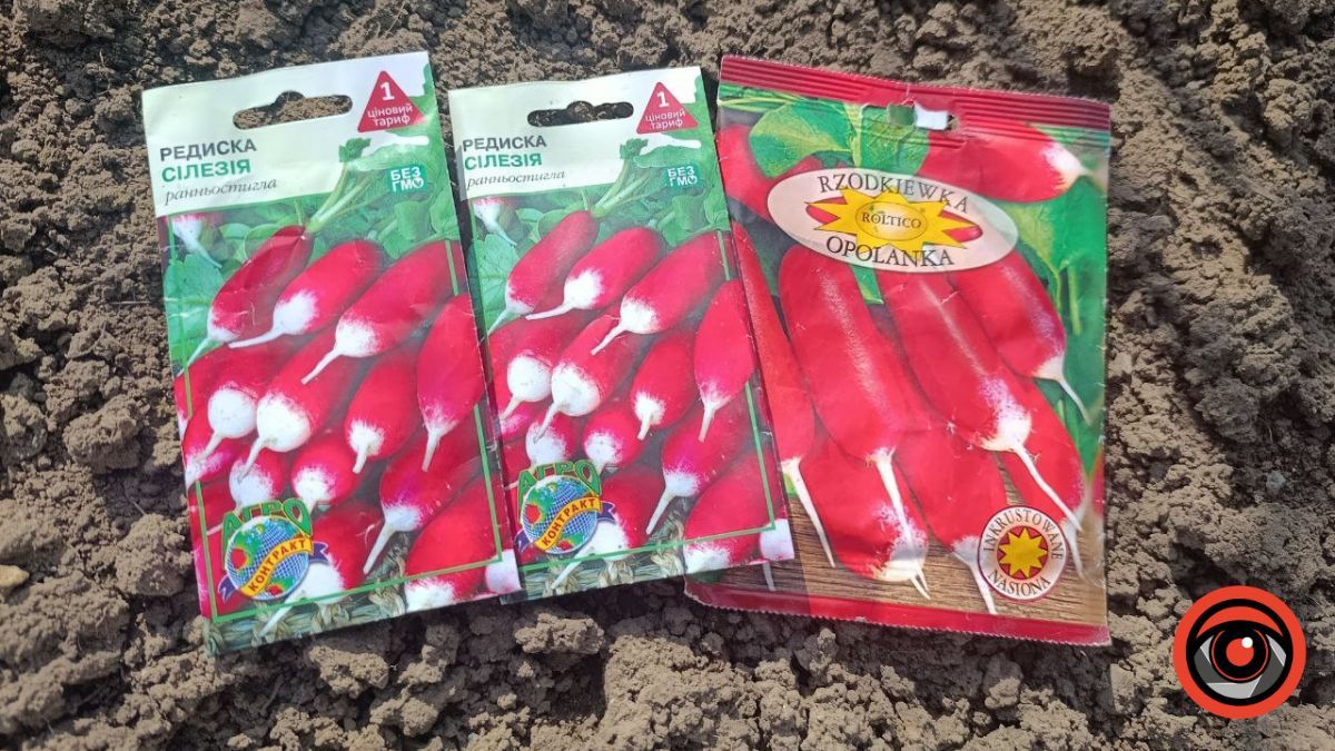 Насіння редиски. Фото: Інформатор Калуш