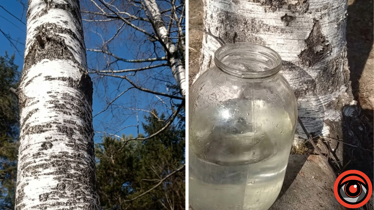 Як збирати березовий сік і не нашкодити дереву: поради, перевірені часом 1