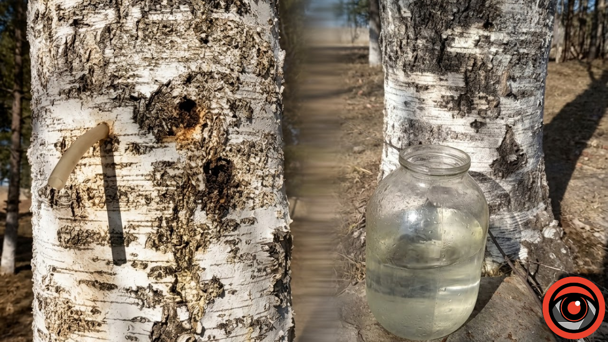 Як збирати березовий сік і не нашкодити дереву