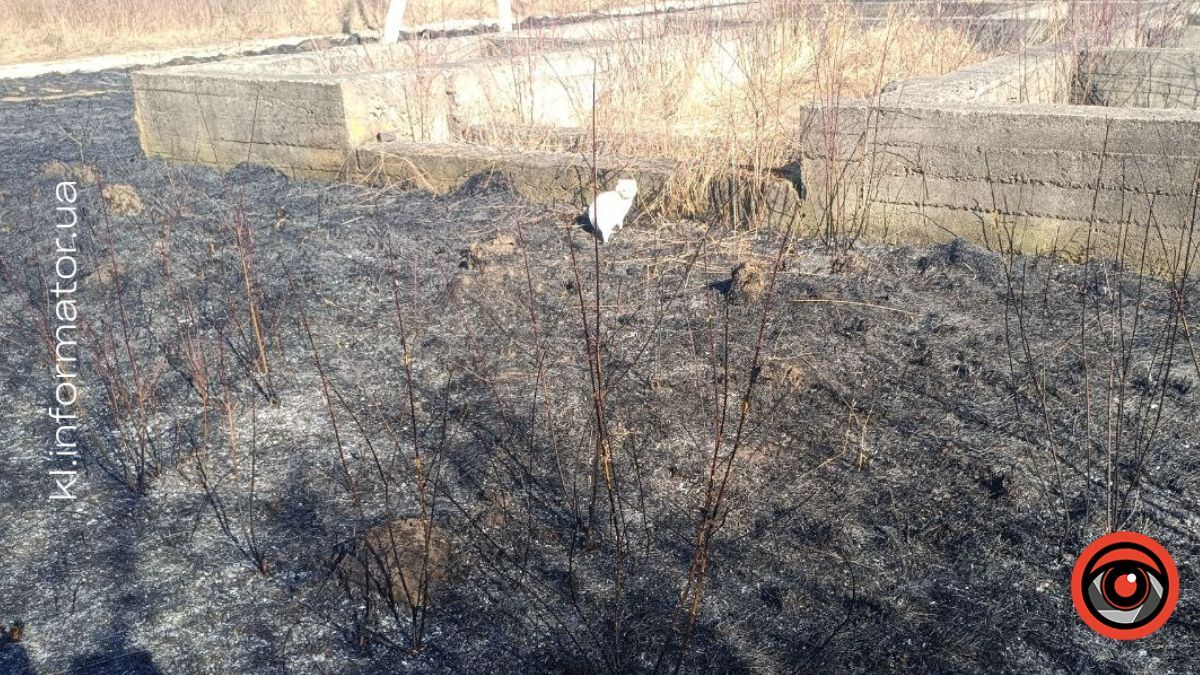 Коломия в диму: як ґазди палять траву і руйнують екосистему 10