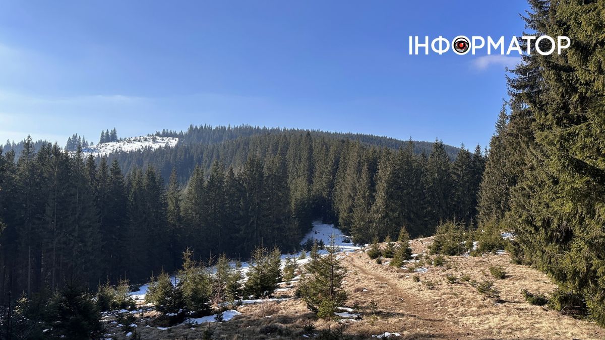 Схили Покутсько-Буковинських Карпат неподалік села Волова Схили Покутсько-Буковинських Карпат неподалік села Волова