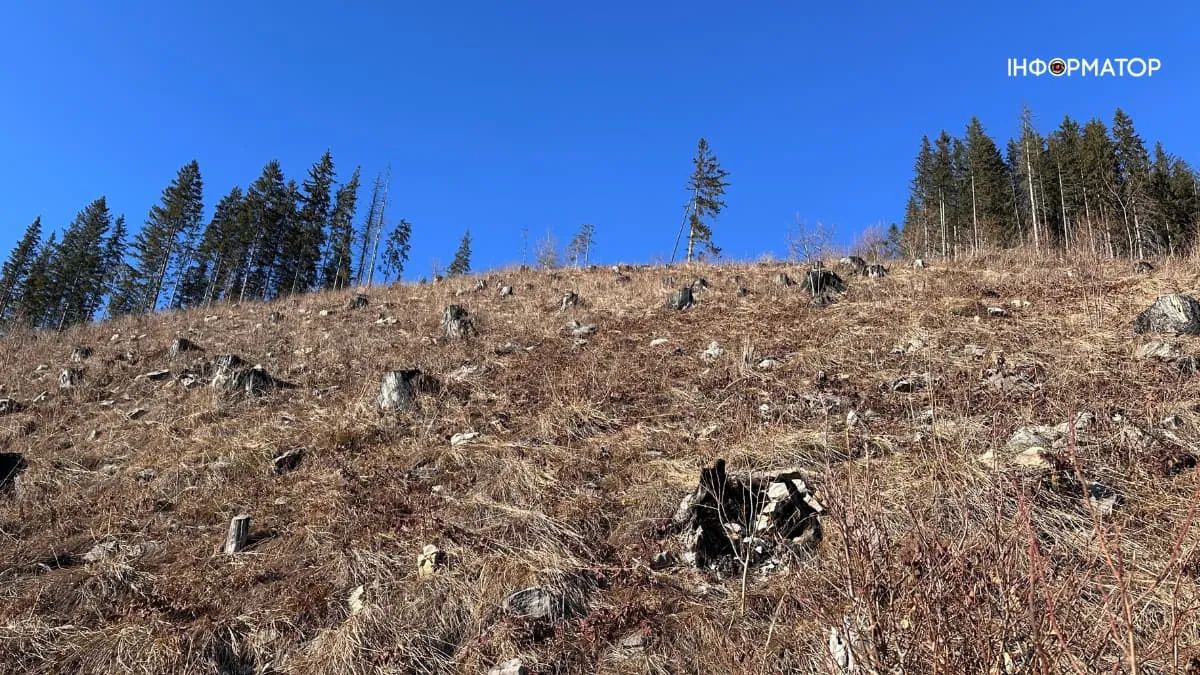 Пеньки від зрубаних дерев поблизу села Волова Пеньки від зрубаних дерев поблизу села Волова