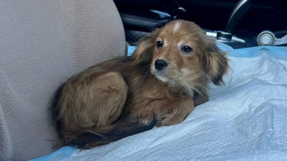 Пухнастики з Коломиї шукають нову родину 1