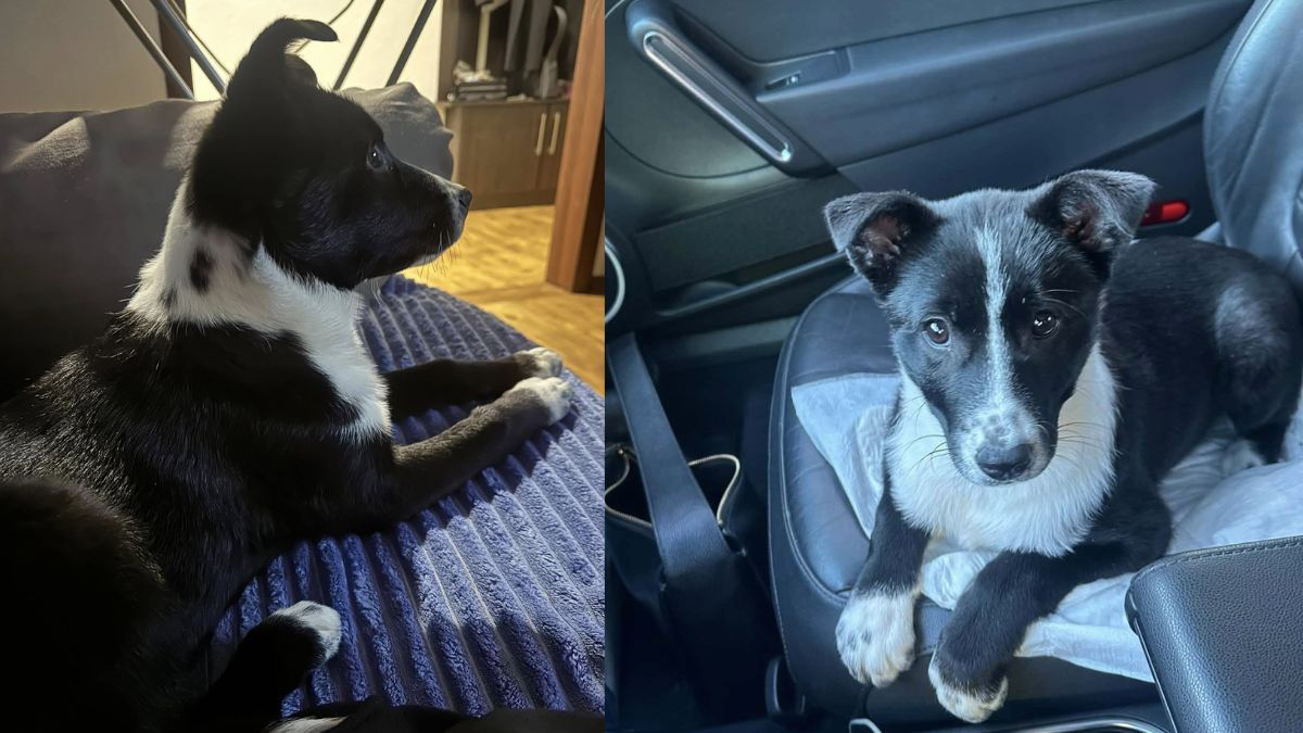 Пухнастики з Коломиї шукають нову родину 2