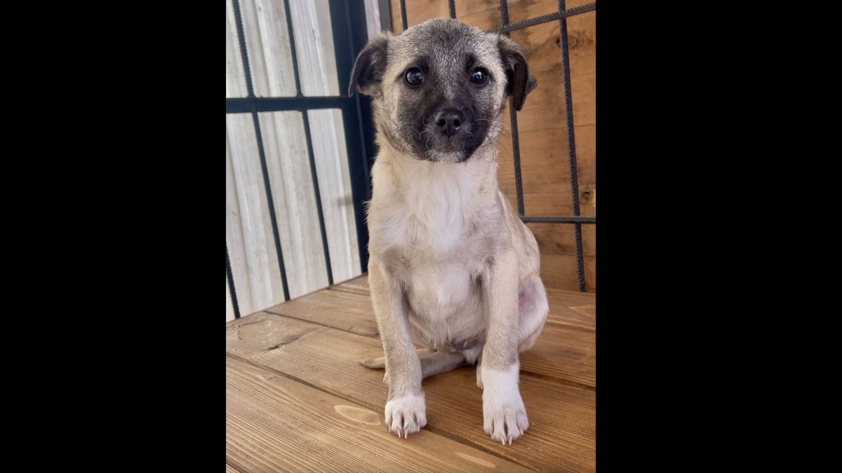 Пухнастики з Коломиї шукають нову родину 3