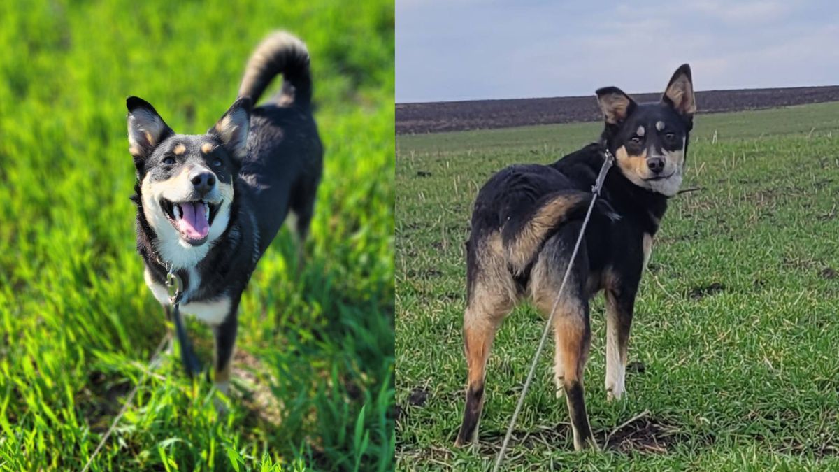 Пухнастики з Коломиї шукають нову родину 4