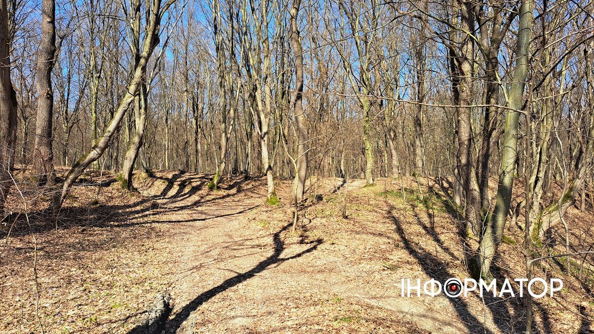 Не тільки в Карпатах: біля Коломиї розквітли тисячі крокусів 10