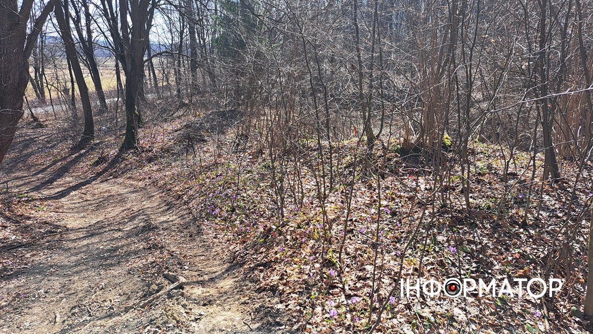 Не тільки в Карпатах: біля Коломиї розквітли тисячі крокусів 9