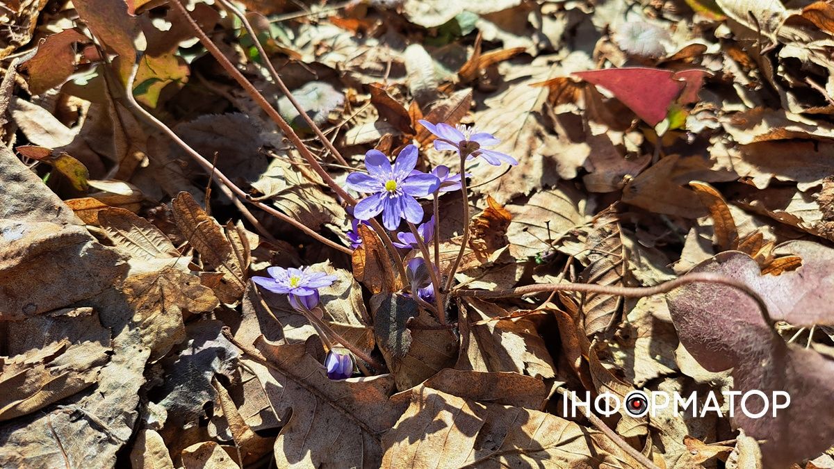 Не тільки в Карпатах: біля Коломиї розквітли тисячі крокусів 5
