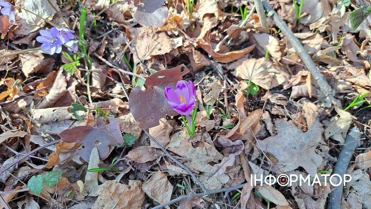 Не тільки в Карпатах: біля Коломиї розквітли тисячі крокусів 4