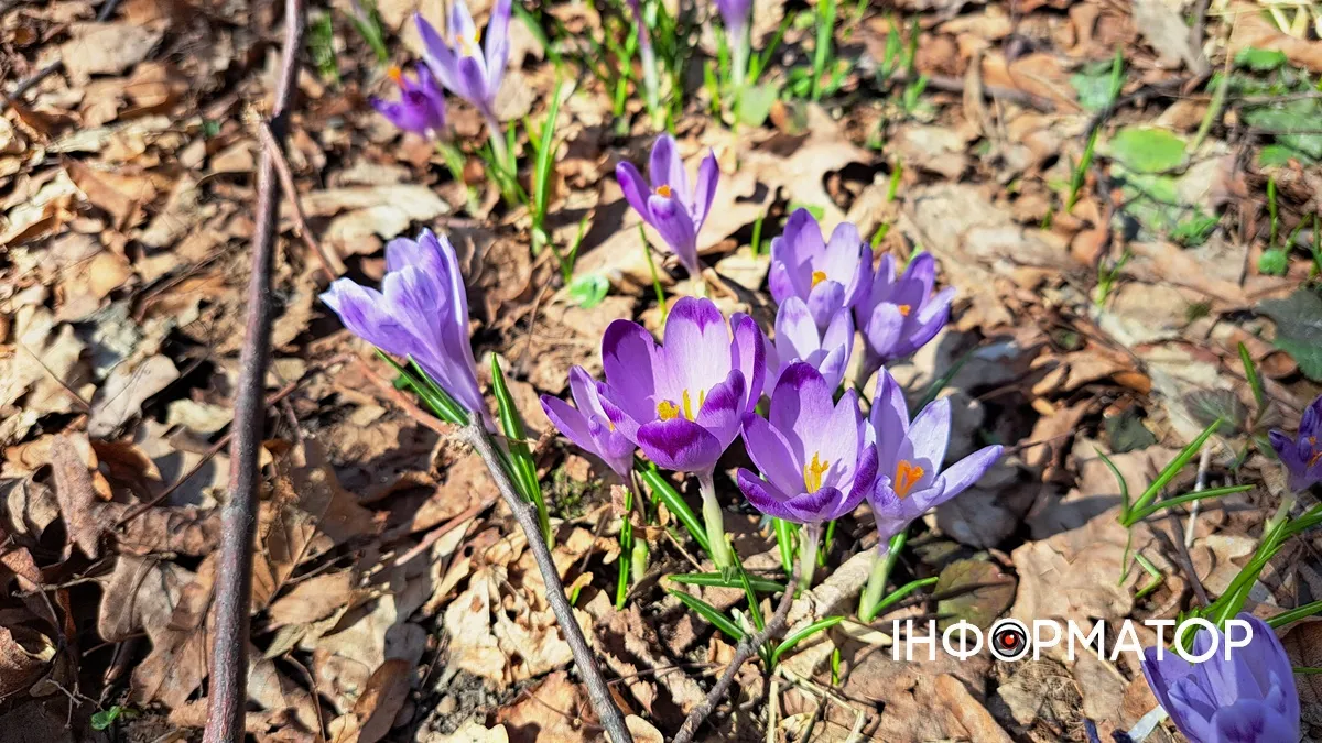 Не тільки в Карпатах: біля Коломиї розквітли тисячі крокусів 1