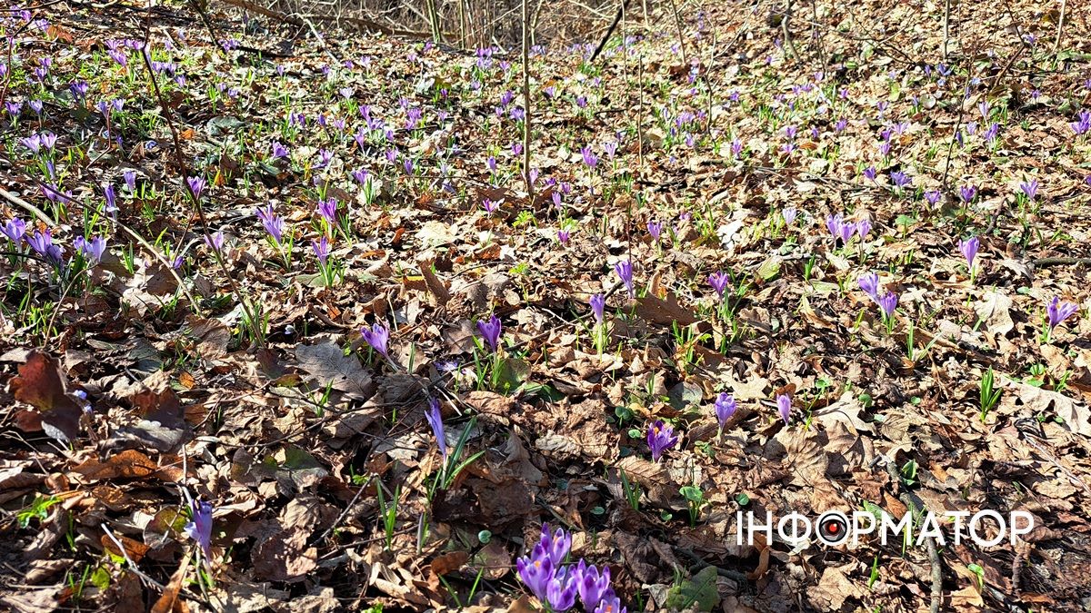 Не тільки в Карпатах: біля Коломиї розквітли тисячі крокусів 8