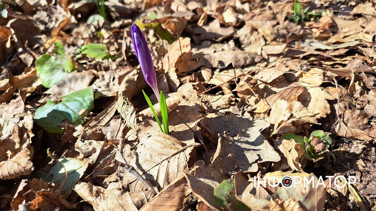 Не тільки в Карпатах: біля Коломиї розквітли тисячі крокусів 7